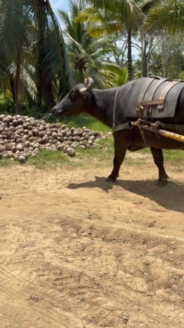Transporte de coco en carreta, Sabana Agro