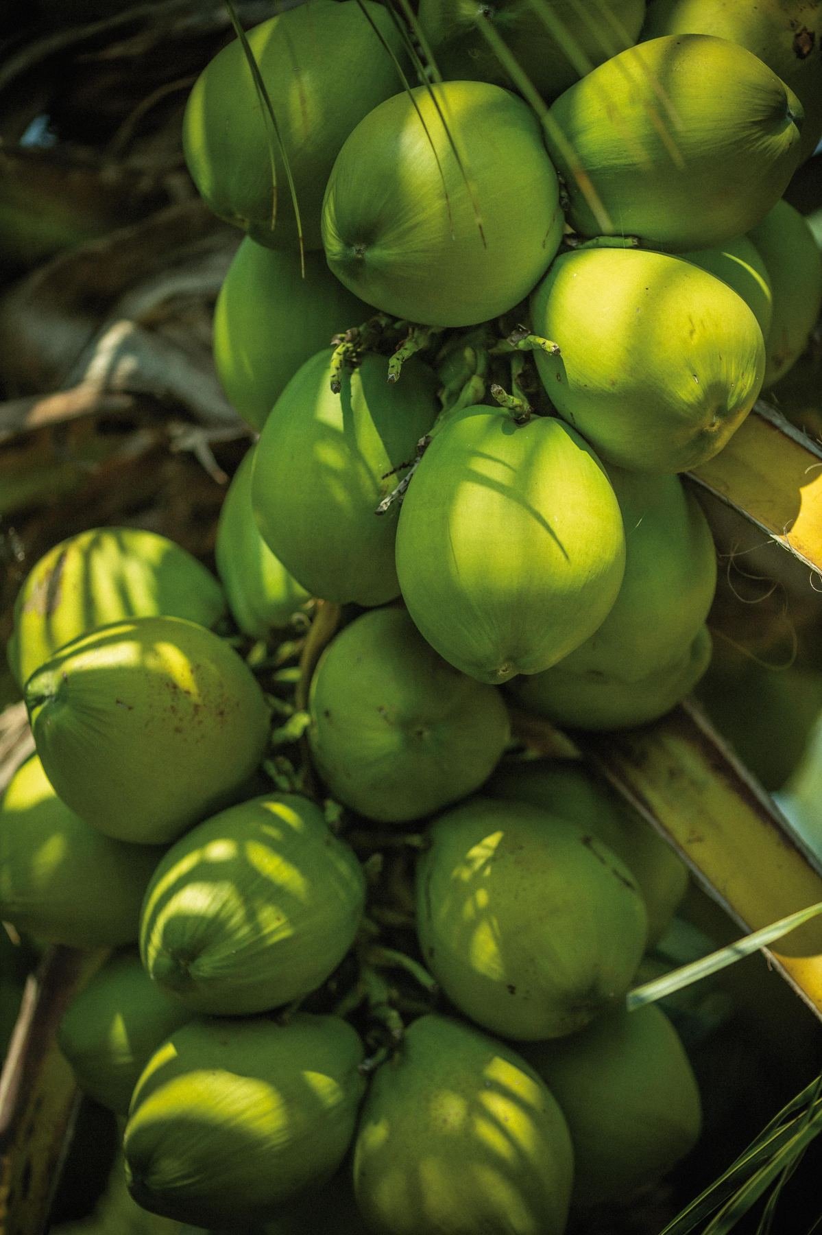 Racimo de coco, producto de Sabana Agro